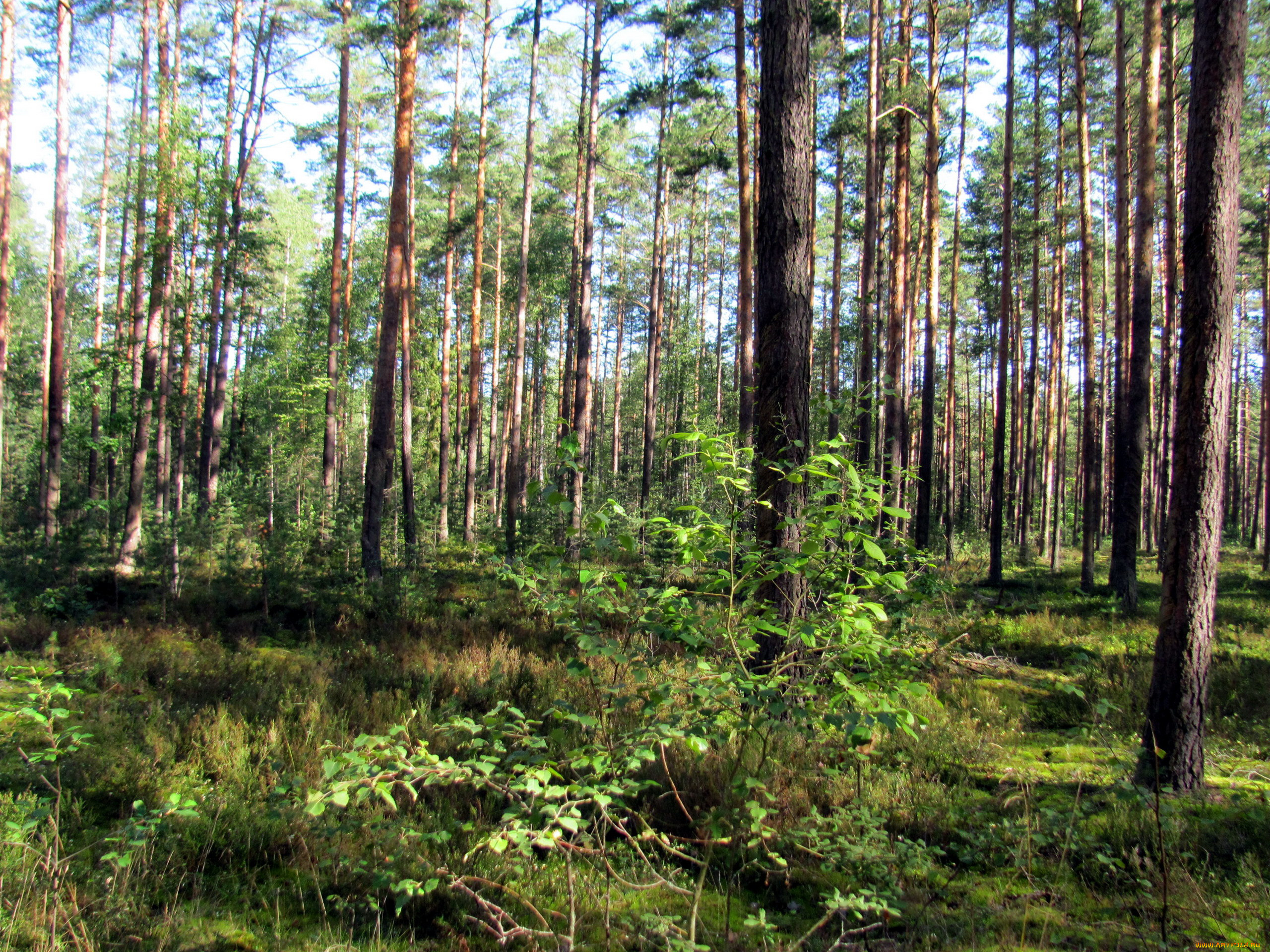 Леса Нижегородской области фото